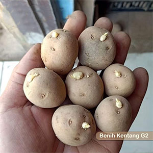 Benih Kentang - BM Farm